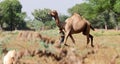 Photo of A large size domestic camel walking with cattle farmer child in the field, india